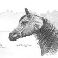 Estaka, arabian mare, 21x30 cm, based on the photo made by Ewa Imielska -Hebda
